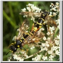 Tenthredo omissa - Blattwespe 07.jpg